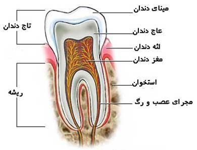 ساختمان دهان و دندان
